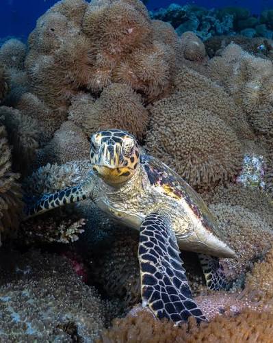 Speedboat Kinyika Reef Snorkeling